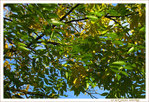 Automne timide -- 12/11/10