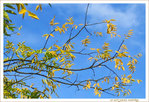 Berc�es par le vent