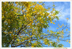 Or d'Automne -- 17/11/10
