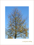 Automne sous un  ciel d'�t�! -- 23/10/07