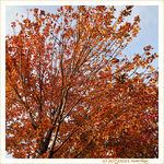 Les feuilles tressaillent -- 15/12/18