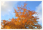 Les tons Chauds de l'Automne -- 21/11/19