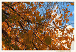 L'Automne et ses jeux de Lumi�re -- 28/11/19