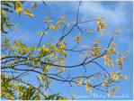 Berc�es par le vent