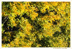 V'l� l'Automne 2020 -- 17/11/20
