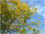Or d'Automne