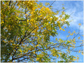 Or d'Automne -- 17/11/10