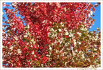 Le Vent d�pose des Secrets color�s dans les Arbres -- 29/10/16