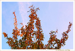Les branches que l'air roussit -- 12/11/17