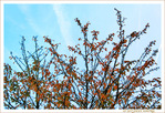 Les Feuilles cherchent les rayons qui p�lissent -- 16/11/17