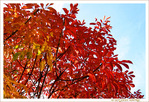 L'Automne et ses Feuillages flamboyants -- 02/11/17