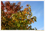 L'Automne nous offre ses palettes color�es de feuillages -- 31/10/17