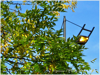 Lumi�re d'Automne
