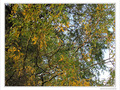 Reflets d'automne -- 02/12/09
