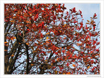L'arbre aux couleurs incandescentes  -- 04/12/09