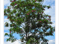 L'arbre pr�s de mon toit -- 12/06/09