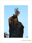 Automne et renouveau