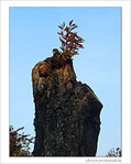 Automne et renouveau