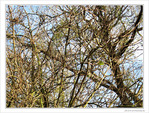 Un arbre et une feuille -- 10/12/09