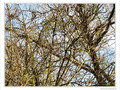 Un arbre et une feuille -- 10/12/09