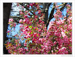 Arbre rosissant -- 14/05/10