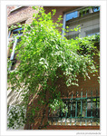 Quand le jardin est dans la rue
