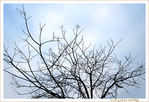 Dans sa Nudit� Hivernale -- 15/12/10