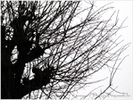 Un Arbre en Hiver