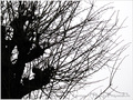 Un Arbre en Hiver -- 03/12/10