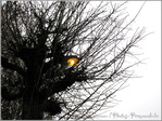 Lumi�re hivernale -- 04/12/10