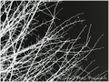 Neige�? -- 01/01/11