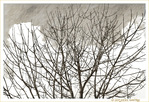 L'Hiver est bien l�! -- 21/12/19
