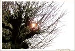 Lumi�re hivernale