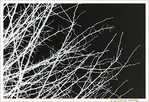 Neige�? -- 01/01/11