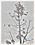 Comme un Arbre en Hiver -- 09/01/14