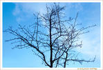 Branches entrem�l�es -- 20/02/18
