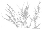 Comme des Branches en Hiver -- 15/01/18