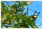 Lumi�re d'Octobre -- 15/11/10