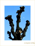 La Lune joue � cache-cache derri�re les Arbres  -- 16/02/08