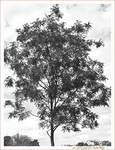 L'arbre pr�s de mon moi