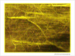 Arbre dans la nuit -- 19/03/08