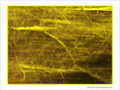 Arbre dans la nuit -- 19/03/08