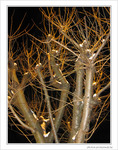 Flocons de lumi�re sur arbre lunaire