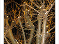 Flocons de lumi�re sur arbre lunaire -- 31/12/09