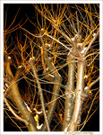 Flocons de lumi�re sur Arbre lunaire -- 31/12/09