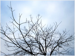 Dans sa Nudit� Hivernale