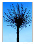 Arbre en sommeil -- 06/12/08