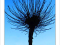 Arbre en sommeil -- 06/12/08
