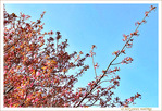 Branchages entrem�l�s