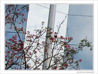 Fleurs sur miroirs